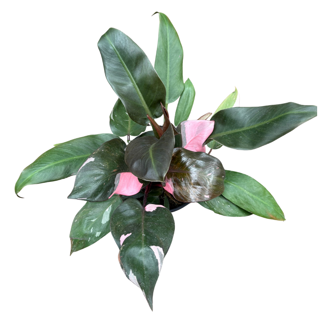 pink princess スポア Philodendron 'Pink Princess' - 6